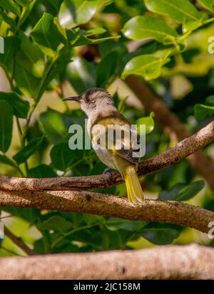 Back view of native young, fluffy Brown Honeyeater, lichmera indistincta, perched on branch in Australian garden in Queensland. Stock Photo