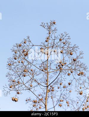 A dry tree with dry fruit against blue sky Stock Photo