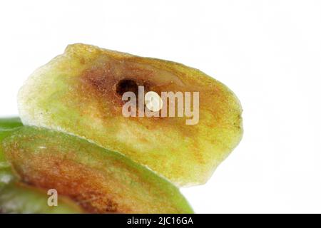 Cherry weevil or stone fruit weevil Anthonomus Furcipes rectirostris. An egg laid under the skin of an unripe cherry fruit. Stock Photo