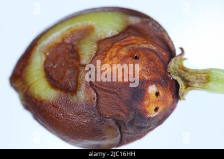 Cherry weevil or stone fruit weevil Anthonomus Furcipes rectirostris.  Unripe cherry fruit infested by this stone tree pest. Stock Photo