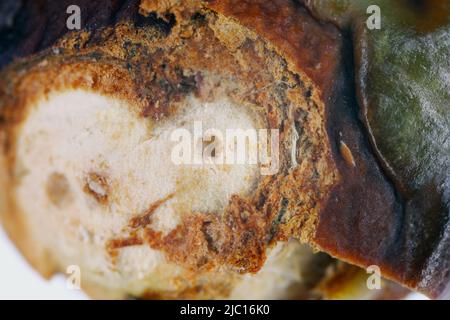 Cherry weevil or stone fruit weevil Anthonomus Furcipes rectirostris.  Unripe cherry fruit infested by this stone tree pest. Stock Photo