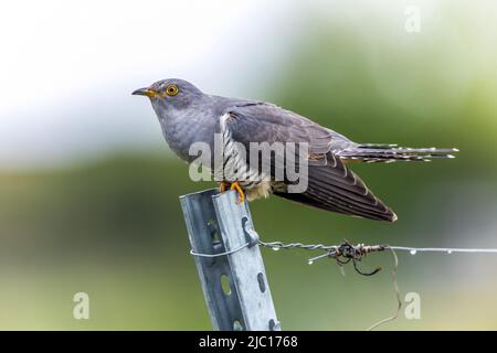 Eurasian cuckoo (Cuculus canorus), perching on a fencing post, side view, Germany, Baden-Wuerttemberg Stock Photo