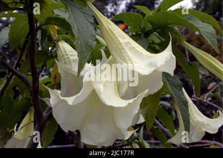 angel's trumpet tree (Brugmansia suaveolens, Datura suaveloens), flowers Stock Photo