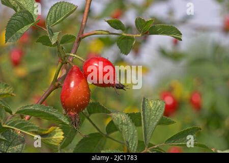 downy rose (Rosa villosa), fruits Stock Photo