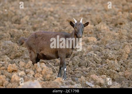 domestic goat (Capra hircus, Capra aegagrus f. hircus), feral goat in a lava field at the Haleakala, USA, Hawaii, Maui Stock Photo