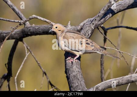 mourning dove (Zenaida macroura), perched on a branch, USA, Arizona, Scottsdale Stock Photo
