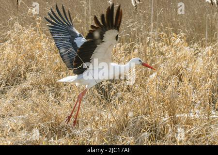 white stork (Ciconia ciconia), flies off a low moor, Germany, Bavaria, Erdinger Moos Stock Photo