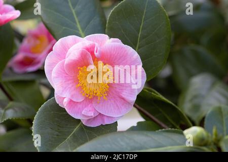 Japanese camellia (Camellia japonica), flower Stock Photo
