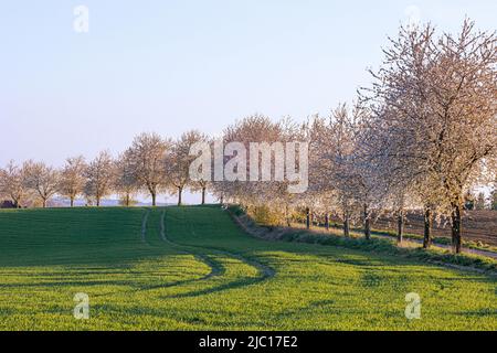 Cherry tree, Sweet cherry (Prunus avium), blooming cherry alley in backlight, Germany, Bavaria, Gruenbach Stock Photo