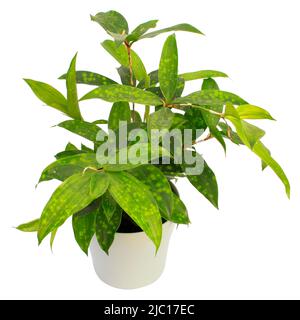 Dold Dust Dracaena (Dracaena surculosa), plant in a white pot, cutout Stock Photo