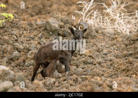 domestic goat (Capra hircus, Capra aegagrus f. hircus), feral goat sucks goatling in a lava field at the Haleakala, USA, Hawaii, Maui Stock Photo