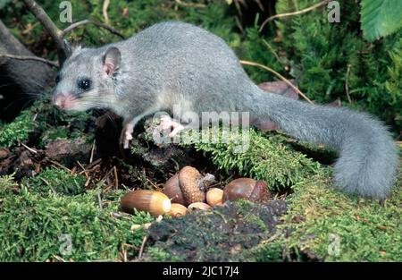 edible dormouse, edible commoner dormouse, fat dormouse, squirrel-tailed dormouse (Glis glis), hiding acorns, Germany Stock Photo