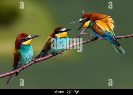European bee eater (Merops apiaster), three bee eaters perched on a branch and compete, Germany, Baden-Wuerttemberg Stock Photo
