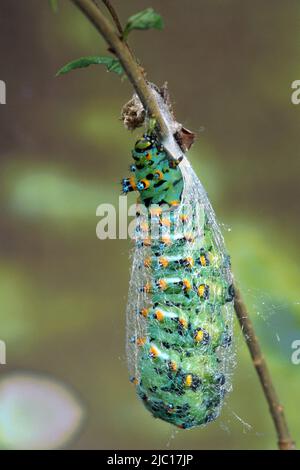 calleta silkmoth (Eupackardia calleta), caterpillar building cocoon, pupation Stock Photo