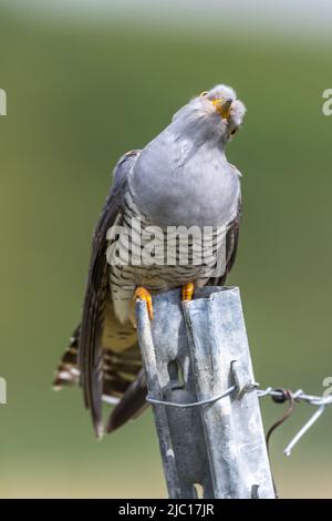 Eurasian cuckoo (Cuculus canorus), perching on a fencing post, front view, Germany, Baden-Wuerttemberg Stock Photo