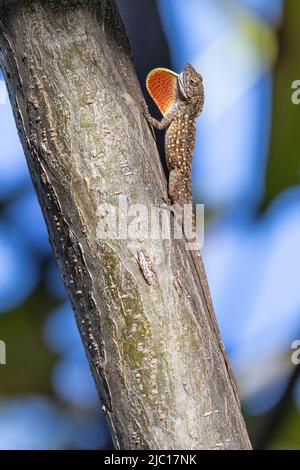 Brown anole, Cuban anole (Anolis sagrei, Norops sagrei), with orange dewlap, USA, Hawaii, Maui Stock Photo