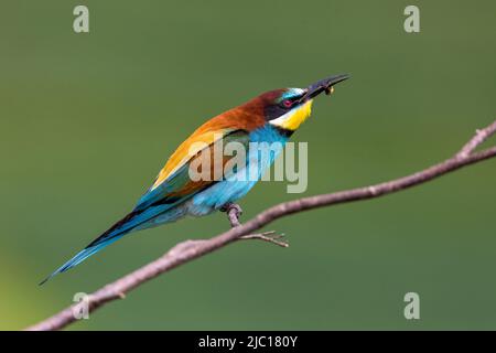 European bee eater (Merops apiaster), perched on a branch with prey in its bill, Germany, Baden-Wuerttemberg Stock Photo
