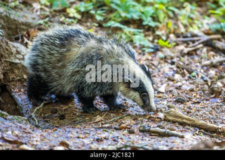 Old World badger, Eurasian badger (Meles meles), young animal, side view, Germany, Baden-Wuerttemberg Stock Photo