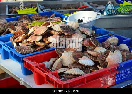 Great scallop, Common scallop, Coquille St. Jacques (Pecten maximus), boxes of scallops at a market, France, Brittany, Pleneuf-Val-Andre Stock Photo