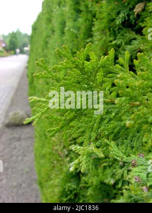 yellow cedar, eastern white cedar (Thuja occidentalis), planted as hedge, Germany Stock Photo