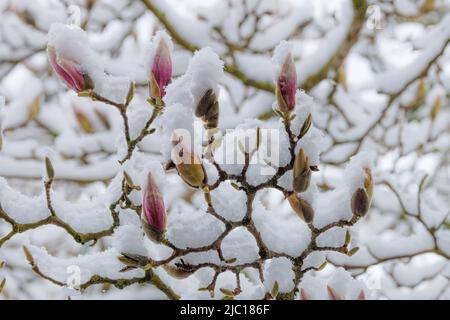 saucer magnolia (Magnolia x soulangiana, Magnolia soulangiana, Magnolia x soulangeana, Magnolia soulangeana), snow-covered flowerbuds in April, late Stock Photo