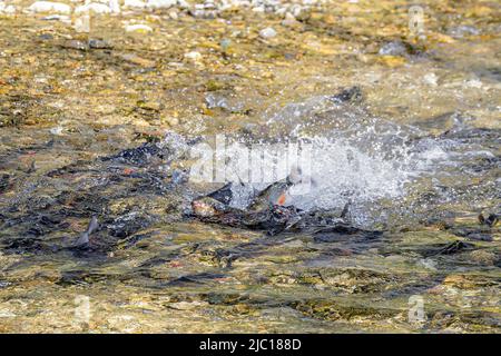 nase (Chondrostoma nasus), spawning, dolphin jump of the female after laying eggs, Germany, Bavaria, Mangfall Stock Photo