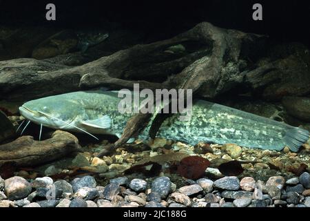 European catfish, wels, sheatfish, wels catfish (Silurus glanis), on the ground, Germany, Bavaria, Lake Chiemsee Stock Photo