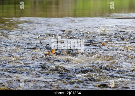 nase (Chondrostoma nasus), spawning school, Germany, Bavaria, Mangfall Stock Photo