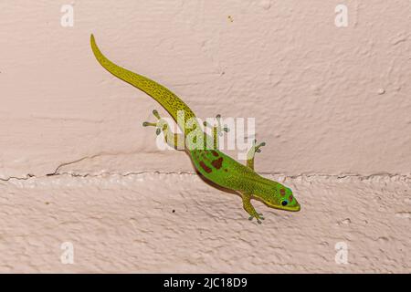 Gold dust day gecko (Phelsuma laticauda), male climbs on ceiling, USA, Hawaii, Maui Stock Photo