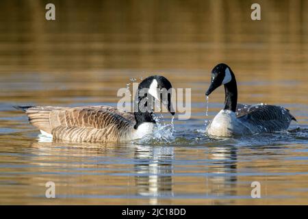 Canada goose (Branta canadensis), displaying couple, Germany Stock Photo