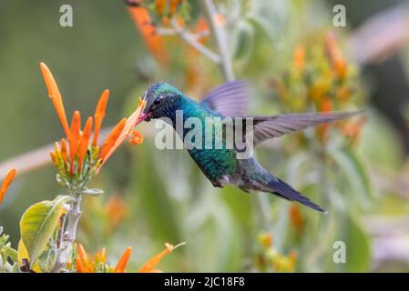 broad-billed hummingbird (Cynanthus latirostris), drinks nectar from a flower, USA, Arizona, Boyce Thompson Arboretum