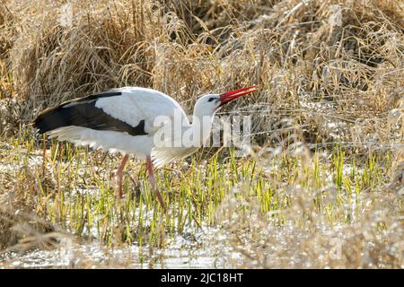 white stork (Ciconia ciconia), drinks water at a low moor, Germany, Bavaria, Erdinger Moos Stock Photo