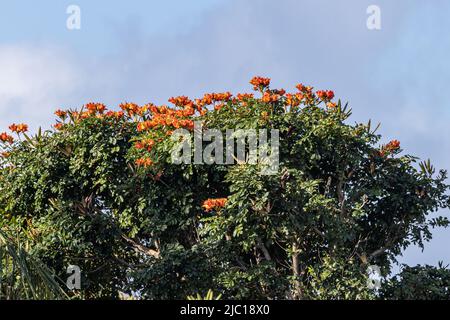 flame tree (Spathodea campanulata), blooming, USA, Hawaii, Maui Stock Photo