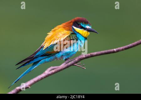 European bee eater (Merops apiaster), perched on a branch, Germany, Baden-Wuerttemberg Stock Photo