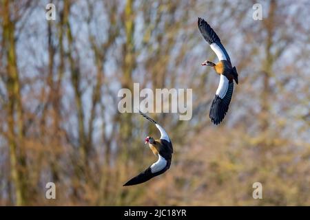 Egyptian goose (Alopochen aegyptiacus), two Egyptian geese approaching, Germany