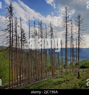 Norway spruce (Picea abies), dead spruces at the Wixberg, forest decline, Germany, North Rhine-Westphalia, Sauerland, Iserlohn Stock Photo