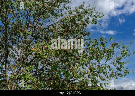 Cherry tree with branches laden with ripe red cherries on blue sky with clouds