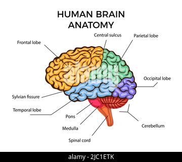 Human brain anatomy infographics diagram with sections and text description flat vector illustration Stock Vector