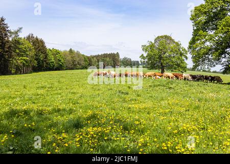 Cows grazing on a green field in summertime Stock Photo