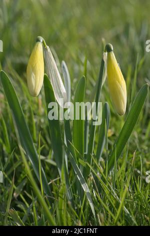 Wild daffodil or Lent lily (Narcissus pseudonarcissus) plants  with  pale yellow buds in rough grassland in spring, Berkshire, April Stock Photo