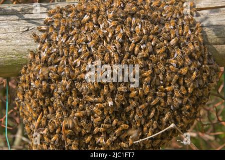 A honey bee (Apis mellifera) swarm around a queen on a garden fence rail in late spring, Berkshire, May Stock Photo