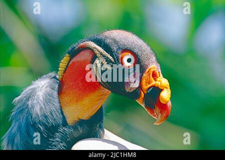 Male King Vulture ,  (Sarcoramphus papa,)  from Central and South America. Stock Photo