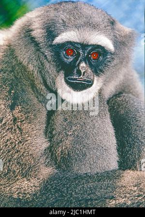 Moloch Gibbon,  (Hylobates moloch.)  Also known as Silvery or Javan Gibbon.  From Java.  Endangered. Stock Photo