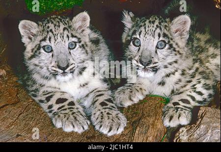 Snow Leopard Cubs,   (Panthera uncia,) from Central Asia.  Classified Vulnerable. Stock Photo