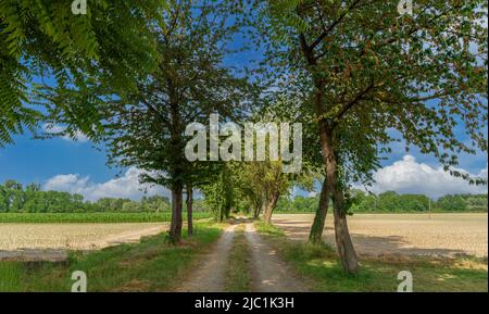 Country road with cherry trees between fields of young corn and on blue sky with white clouds, countryside near Racconigi, padain plain, Piedmont, Ita Stock Photo