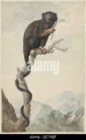 A Red-handed Tamarin (Saguinus midas = monkey from Guyana) with a root on a tree branch, A Red-handed Tamarin, draughtsman: Jacob Perkois, Jul-1776, paper, brush, h 419 mm × w 268 mm Stock Photo