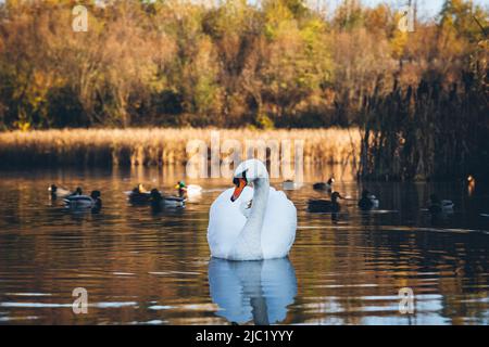 White swan swims on the pond in search of food. In the background reeds and wild ducks swim across the lake. Stock Photo