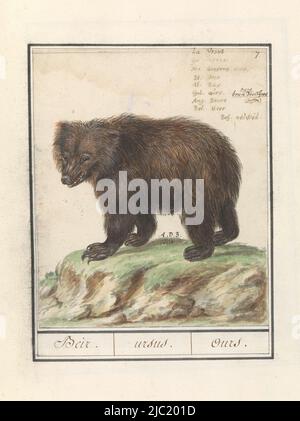 European brown bear. Numbered top right: 7. Top right the name in nine languages. Part of the first album with drawings of quadrupeds. First of twelve albums with drawings of animals, birds and plants known around 1600, commissioned by emperor Rudolf II. With notes in Dutch, Latin and French., European brown bear (Ursus arctos arctos) Beir. / ursus. / Ours., draughtsman: Anselmus Boëtius de Boodt, (mentioned on object), Praag, 1596 - 1610, paper, brush, pen, h 205 mm × w 170 mm Stock Photo