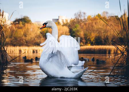 The swan spreads its wings on the lake. White swan close up, ducks floating behind. Stock Photo