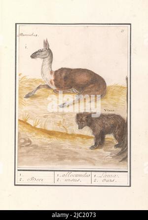 Lama and European brown bear. Numbered top right: 11. With the names in Latin. Part of the second album with drawings of quadrupeds. Second of twelve albums with drawings of animals, birds and plants known around 1600, commissioned by Emperor Rudolf II. With notes in Dutch, Latin and French, Lama (Lama glama) and brown bear (Ursus arctos arctos) 1. 2. Bear/ 1. allocamelus 2. ursus. / Lama 2. Ours, draughtsman: Anselmus Boëtius de Boodt, draughtsman: Elias Verhulst, draughtsman: Praag, draughtsman: Delft, 1596 - 1610, paper, brush, pen, h 226 mm × w 174 mm Stock Photo